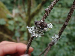 Hypogymnia physodes