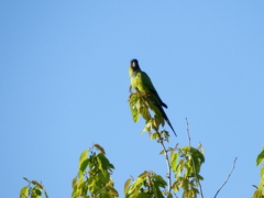 Aratinga nenday
