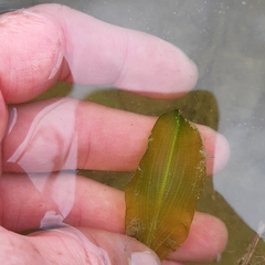 Potamogeton amplifolius