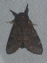 Notodonta dromedarius