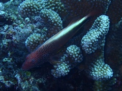 Paracirrhites forsteri