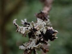 Hypogymnia physodes