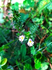 Euphrasia officinalis