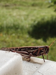 Schistocerca americana