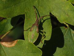 Gonocerus acuteangulatus