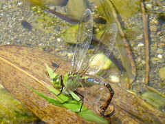 Anax panybeus