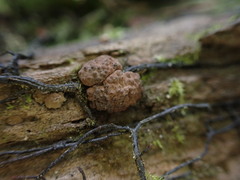 Jackrogersella multiformis