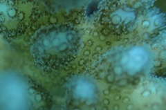 Pocillopora