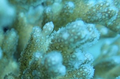 Pocillopora