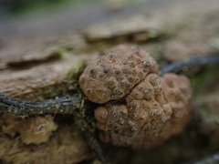 Jackrogersella multiformis