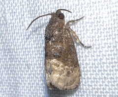 Ecdytolopha mana