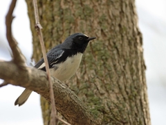 Setophaga caerulescens