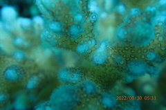 Pocillopora