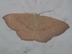 Cyclophora linearia
