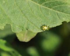 Diabrotica balteata