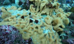 Cystodytes lobatus