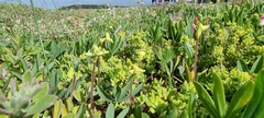 Disperis villosa