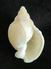 Semicassis granulata