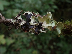 Cetrelia cetrarioides