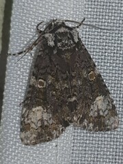 Craniophora ligustri