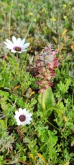 Lachenalia pallida