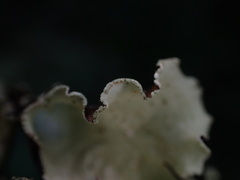 Cetrelia cetrarioides