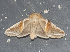 Habrosyne pyritoides