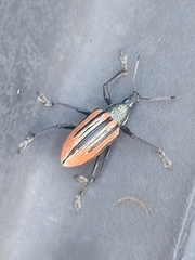 Diaprepes abbreviatus