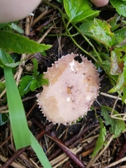 Cystoderma amianthinum