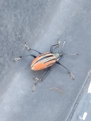 Diaprepes abbreviatus