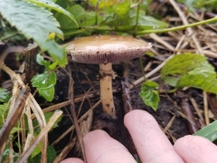 Cystoderma amianthinum