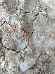 Forficula smyrnensis