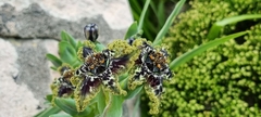 Ferraria crispa