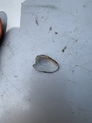 Sagittunio subrostratus