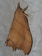 Falcaria lacertinaria