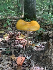 Hymenopellis sinapicolor