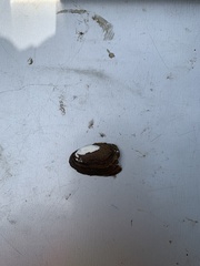 Sagittunio subrostratus