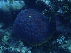 Culcita novaeguineae