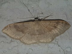 Idaea degeneraria