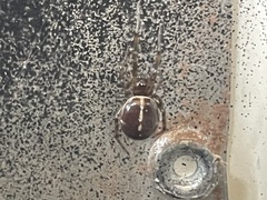 Steatoda bipunctata