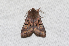 Orthosia gothica