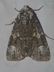 Craniophora ligustri