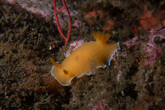 Doriopsilla spaldingi