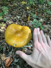 Hymenopellis sinapicolor
