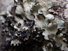 Cetrelia cetrarioides