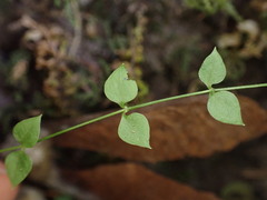 Stellaria crispa