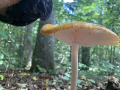 Hymenopellis sinapicolor