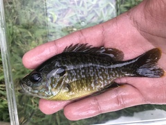 Lepomis macrochirus × cyanellus
