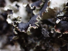 Cetrelia cetrarioides