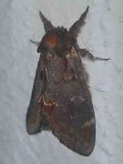 Notodonta dromedarius